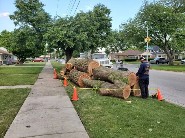 Tree Trimming Service Tinley Park